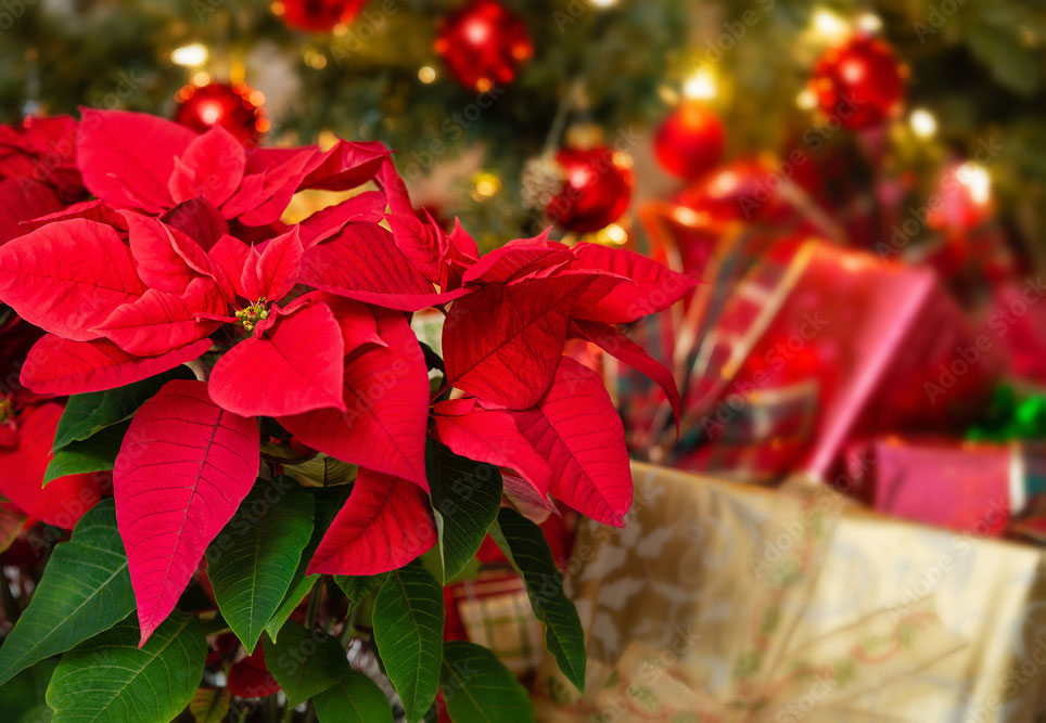 ポインセチア